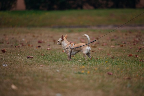 Welche Anzeichen deuten auf eine gesunde Katze hin?